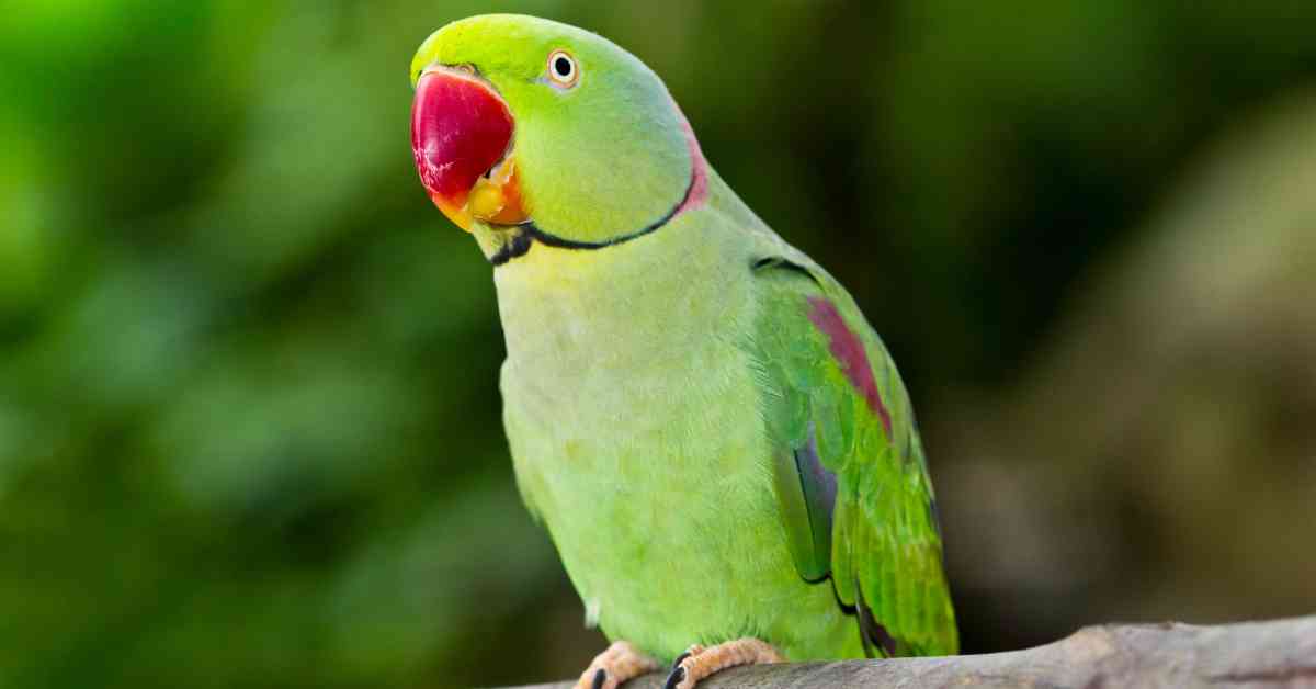 Parrot Behavior - AnimalBehaviorCorner