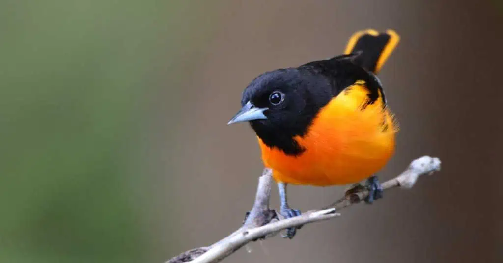 Baltimore Oriole Bird - AnimalBehaviorCorner