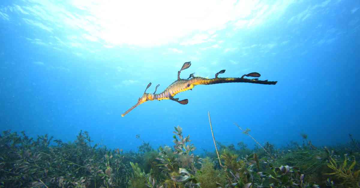 Common Sea Dragon - AnimalBehaviorCorner