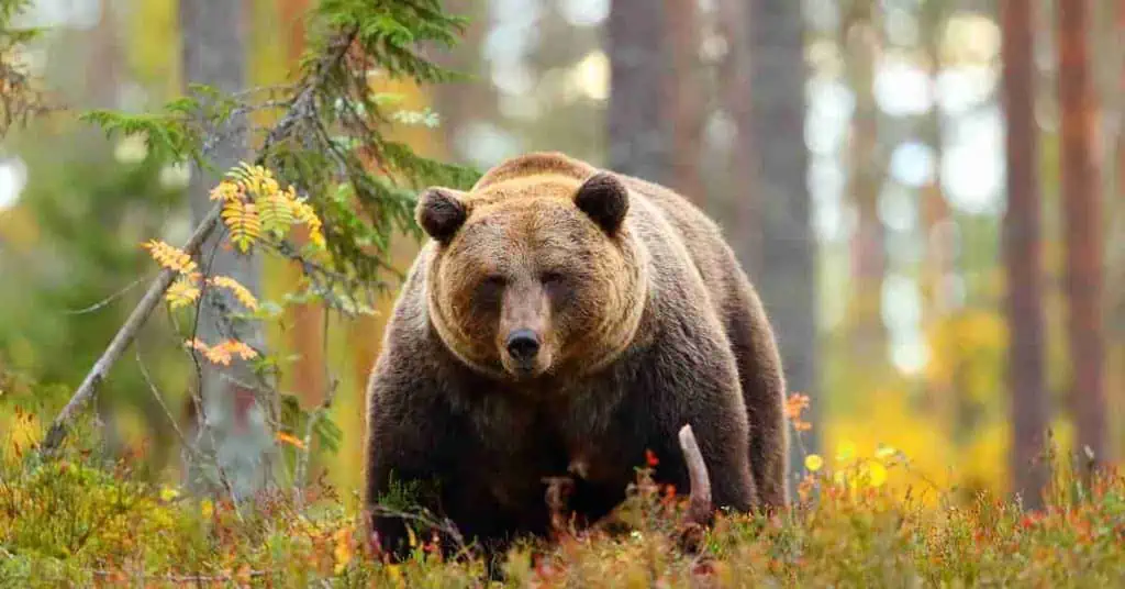 10 Facts about Brown Bears - FOUR PAWS in US - Global Animal Protection  Organization