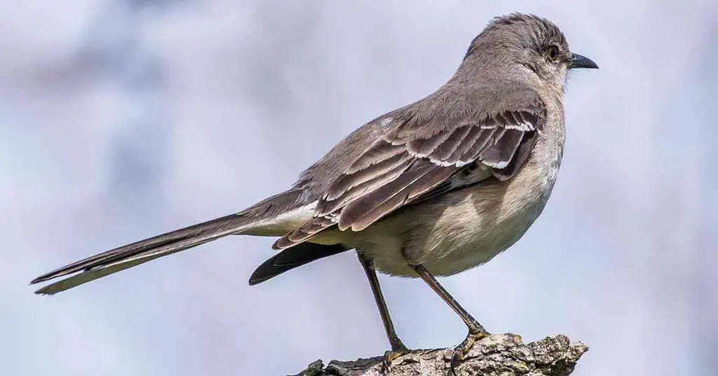 Mockingbird Behavior AnimalBehaviorCorner