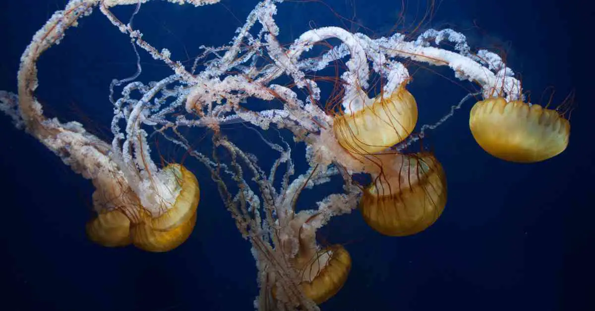 Most Dangerous Jellyfish - AnimalBehaviorCorner