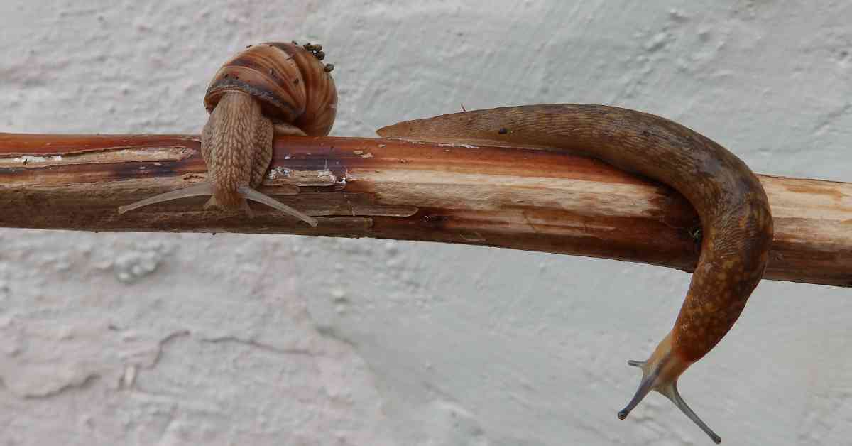 Snail vs Slug Exploring the World of Gastropods AnimalBehaviorCorner