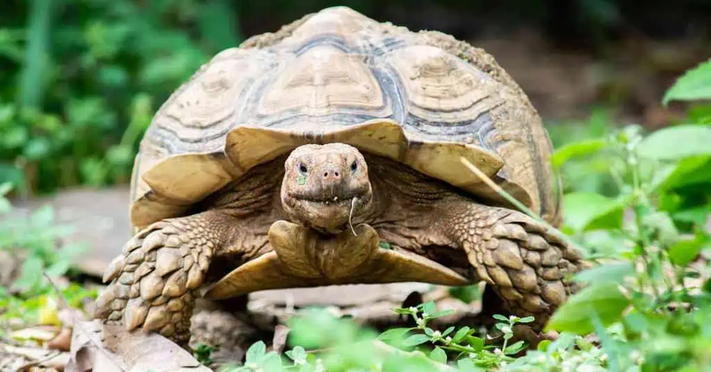 Sulcata African Tortoise - AnimalBehaviorCorner