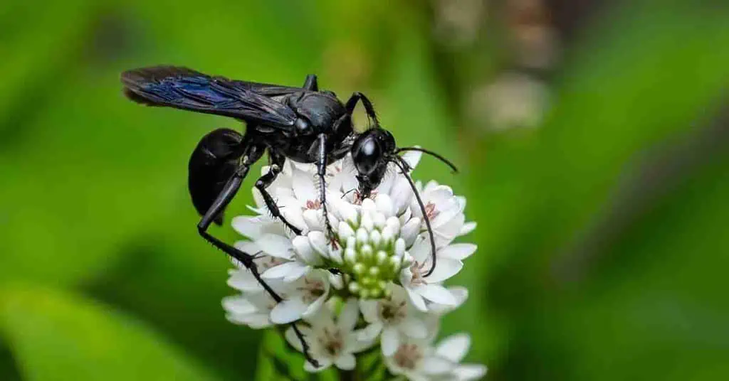Great Black Wasp Behavior AnimalBehaviorCorner