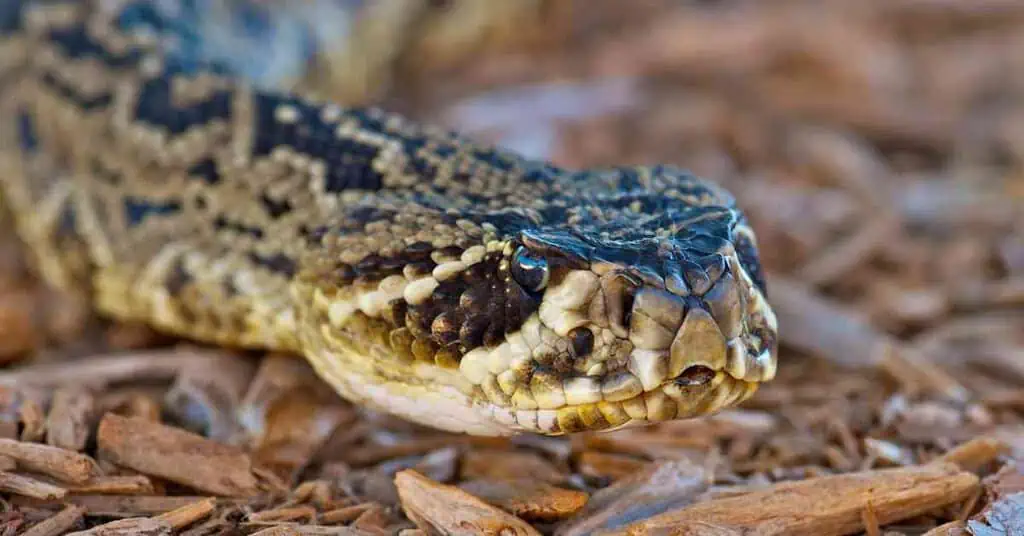 Eastern Diamondback Rattlesnake - AnimalBehaviorCorner