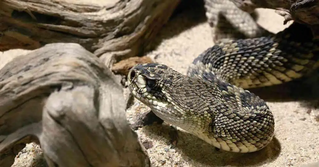 Eastern Diamondback Rattlesnake - AnimalBehaviorCorner