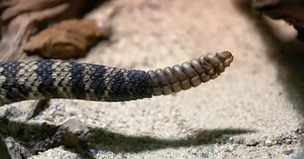 Eastern Diamondback Rattlesnake - AnimalBehaviorCorner