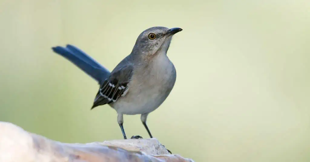 Northern Mockingbird AnimalBehaviorCorner