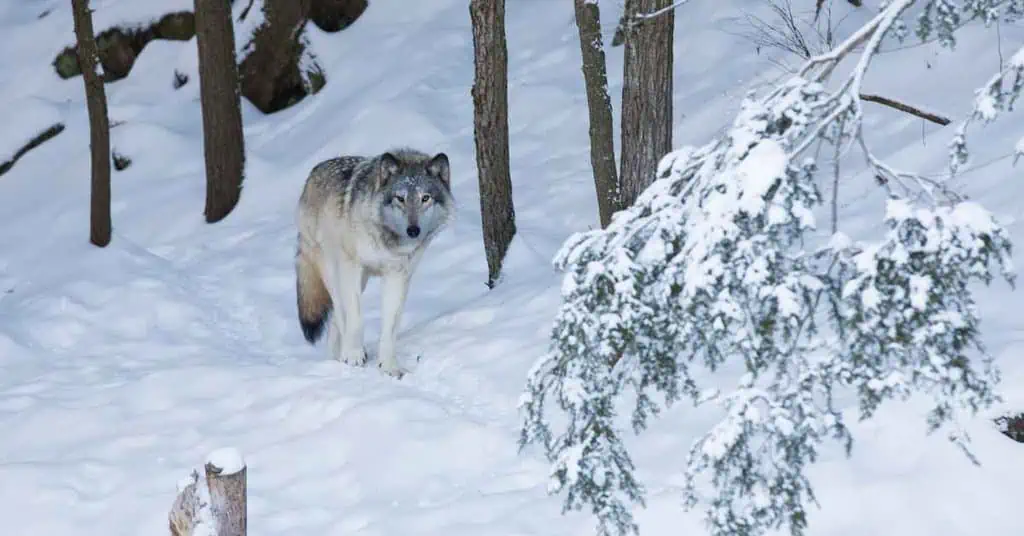 Northwestern Wolf - AnimalBehaviorCorner