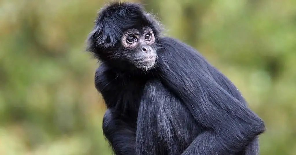 Spider monkeys, facts and photos