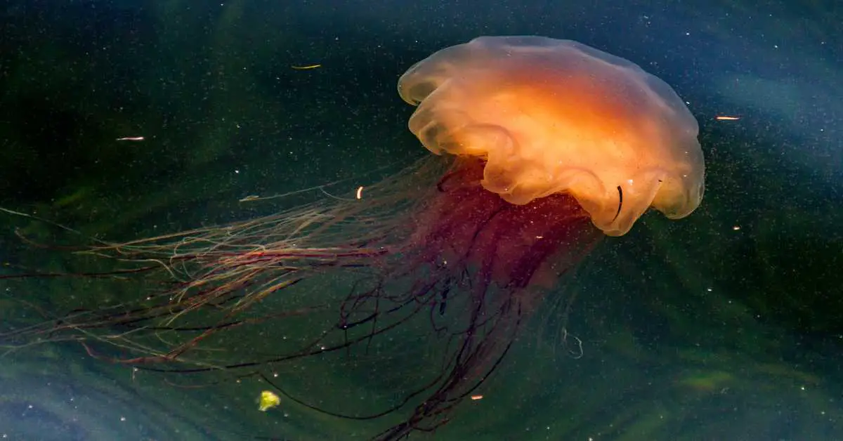 Lion’s Mane Jellyfish Behavior - AnimalBehaviorCorner