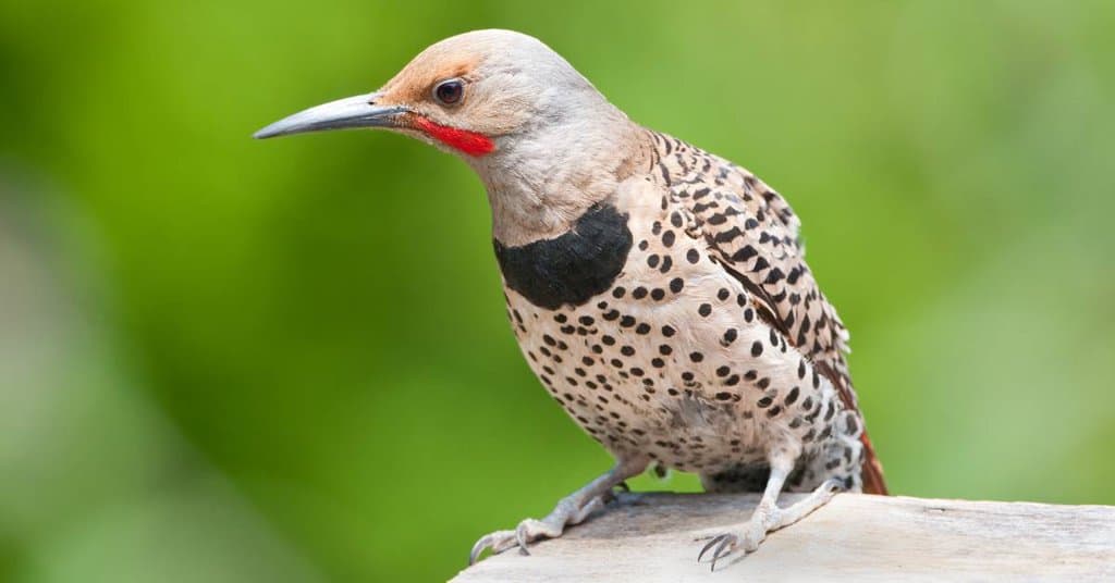 Northern Flicker Woodpecker - AnimalBehaviorCorner