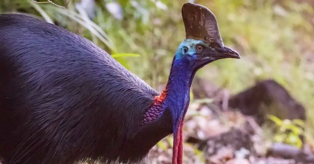 Australian Cassowary Behavior - AnimalBehaviorCorner