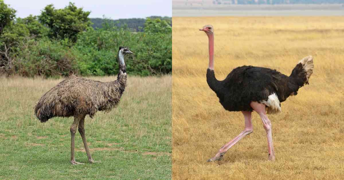 Emu Vs Ostrich Difference