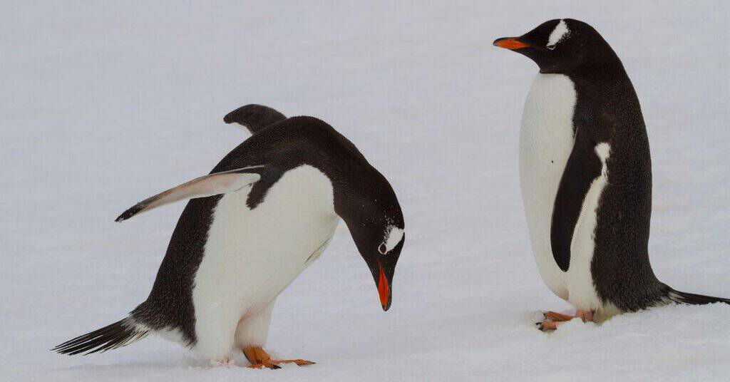 Monogamous Animals - AnimalBehaviorCorner