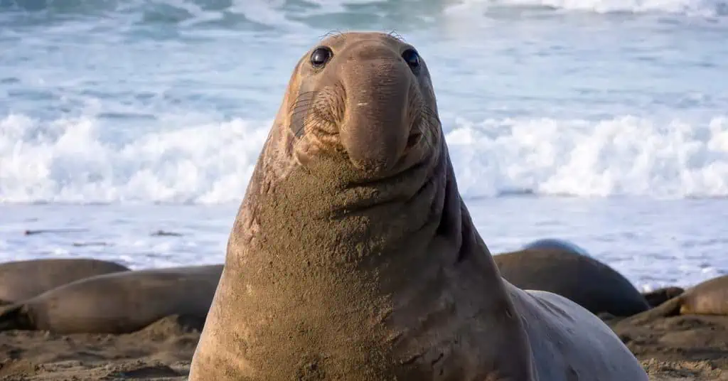 Northern Elephant Seal Behavior - AnimalBehaviorCorner