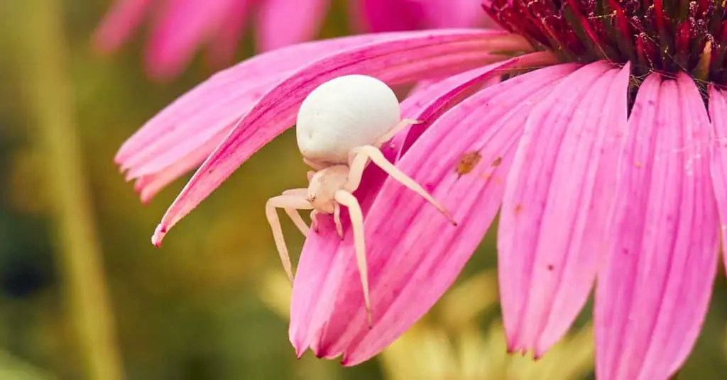 White Widow Spider - AnimalBehaviorCorner