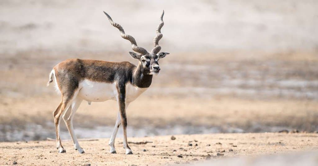 Moray Eel Behavior Animalbehaviorcorner