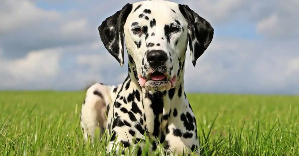 Dalmatian Behavior: Insights for Dog Owners - AnimalBehaviorCorner