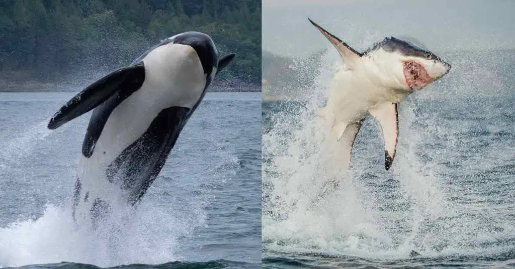 Great White vs Orca Whale: Underwater Rivals - AnimalBehaviorCorner