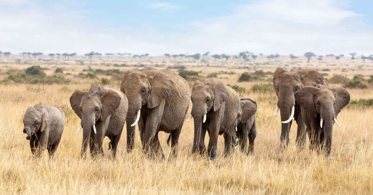 'a group of elephants walking in a field'