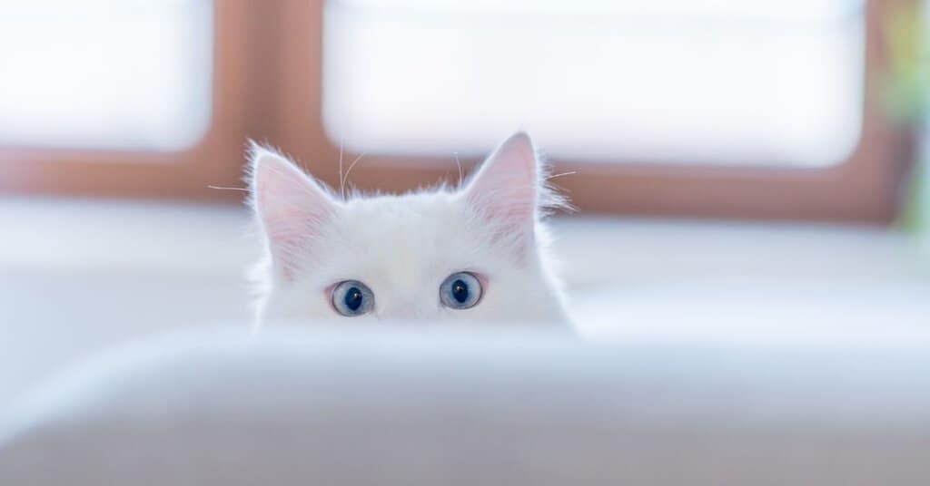 Picture of Top 10 Effective Solutions for Cat Anxiety - AnimalBehaviorCorner